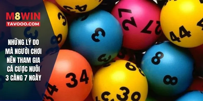 Những lý do mà người chơi nên tham gia cá cược nuôi 3 càng 7 ngày